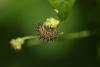 72211 – Photo : Vero a – France (46)