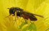 Melanostoma mellinum