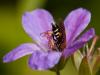 72891 – Photo : Didier Choussy – France (63)