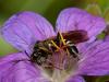 72892 – Photo : Didier Choussy – France (63)