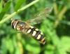 Eupeodes luniger