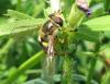 72140 – Photo : Elisabeth A. Harris – Royaume-Uni