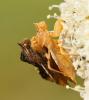 72872 – Photo : Didier Choussy – France (63)
