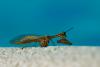 72577 – Photo : Jean-Pierre Aubrun – France (83)