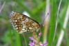 72195 – Photo : Bernard DELEFOSSE – France (26)