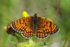 72096 – Photo : Bernard DELEFOSSE – France (26)