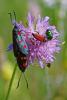 72087 – Photo : Bernard DELEFOSSE – France (26)