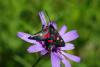 72608 – Photo : Bernard DELEFOSSE – France (26)