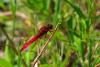 72606 – Photo : Bernard DELEFOSSE – France (07)
