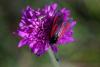 72811 – Photo : Bernard DELEFOSSE – France (26)
