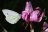 72903 – Photo : Bernard DELEFOSSE – France (26)