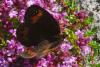72812 – Photo : Bernard DELEFOSSE – France (26)