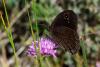 72815 – Photo : Bernard DELEFOSSE – France (26)