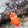 Pyrrhocoris apterus