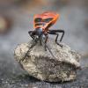 Pyrrhocoris apterus