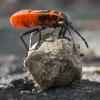 Pyrrhocoris apterus