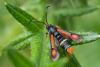 72738 – Photo : Joseph Rezeau – France (35)