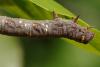 72797 – Photo : Pascal Vigneron – France (52)
