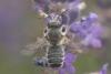 72595 – Photo : michel Clemot – France (85)