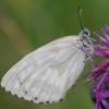72328 – Photo : Pascal Vigneron – France (52)