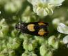 72741 – Photo : Pelouard – France (72)