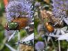 72436 – Photo : Jean DEXHEIMER – France (40)