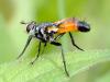 72554 – Photo : CUCHET Gerard – France (38)