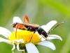 72249 – Photo : CUCHET Gerard – France (38)
