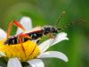 72248 – Photo : CUCHET Gerard – France (38)