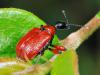 72223 – Photo : CUCHET Gerard – France (38)