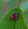 72616 – Photo : H. Dumas – France (13)