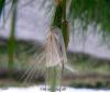 72329 – Photo : Chantal Boddaert – France (11)