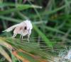 72330 – Photo : Chantal Boddaert – France (11)