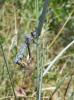 72735 – Photo : Noushka – France (07)