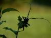 72788 – Photo : Remy Lecourt – France (44)