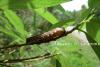 72459 – Photo : Alexandre C. – Thaïlande