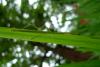 72442 – Photo : Alexandre C. – France (31)