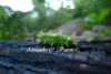 72464 – Photo : Alexandre C. – Thaïlande