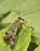 72559 – Photo : Olivier Mattelart – Belgique