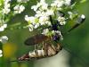 72286 – Photo : Fred Chevaillot – France (38)