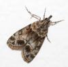 72876 – Photo : David Guedon – France (76)