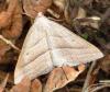 72130 – Photo : David Guedon – France (76)