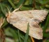 72175 – Photo : David Guedon – France (76)