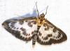 72167 – Photo : David Guedon – France (76)