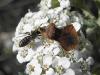 72213 – Photo : Pascal Pertuzon – France (42)