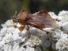72216 – Photo : Pascal Pertuzon – France (42)