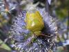 72152 – Photo : Jean DEXHEIMER – France (40)