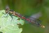 72319 – Photo : henri maleysson – France (43)