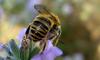 72791 – Photo : Phil – France (40)