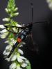 72845 – Photo : gauthier – France (38)